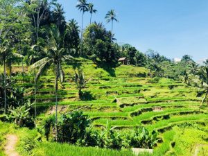 Bali Rice field