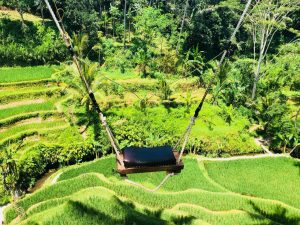 Bali Rice field swing