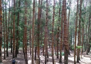 Pine Forest