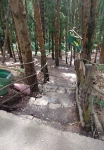 Pine Forest Entrance