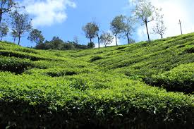 Coonoor Tea Plantations