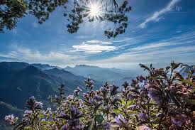 Neelakurinji Strobilanthes Kunthiana
