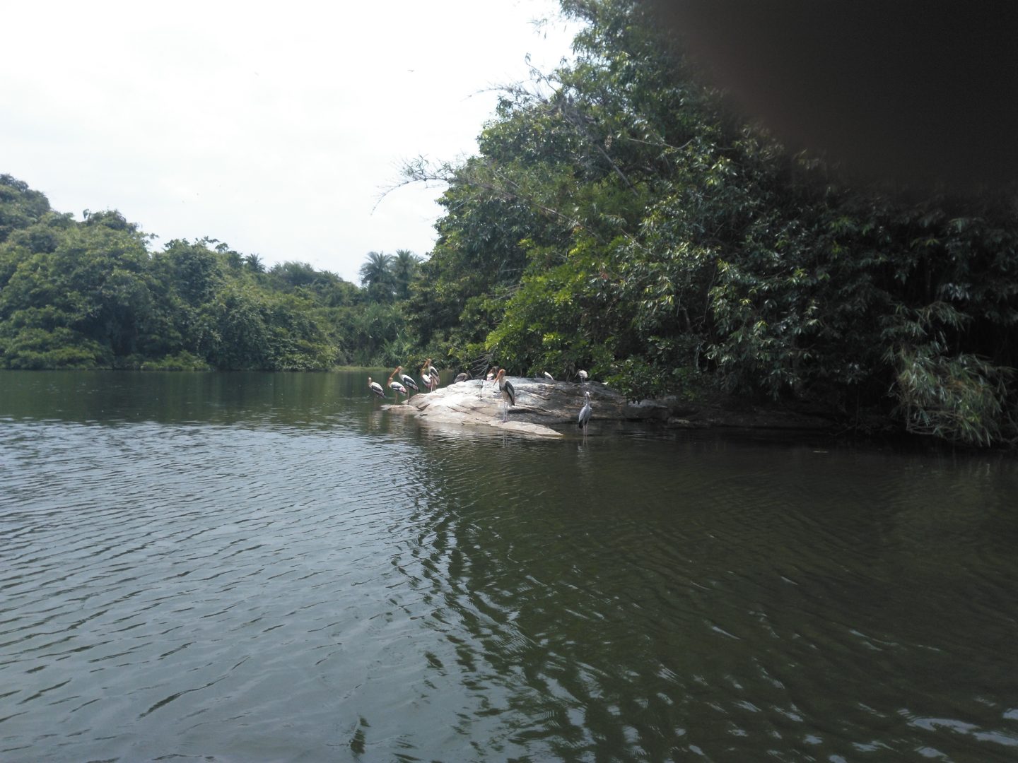 Ranganatitu Bird Sanctuary